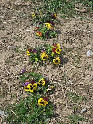 pansy mulched